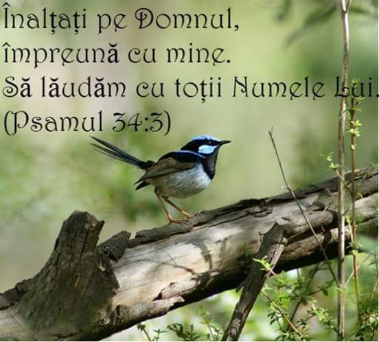 Se încarcă...