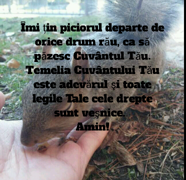 Se încarcă...